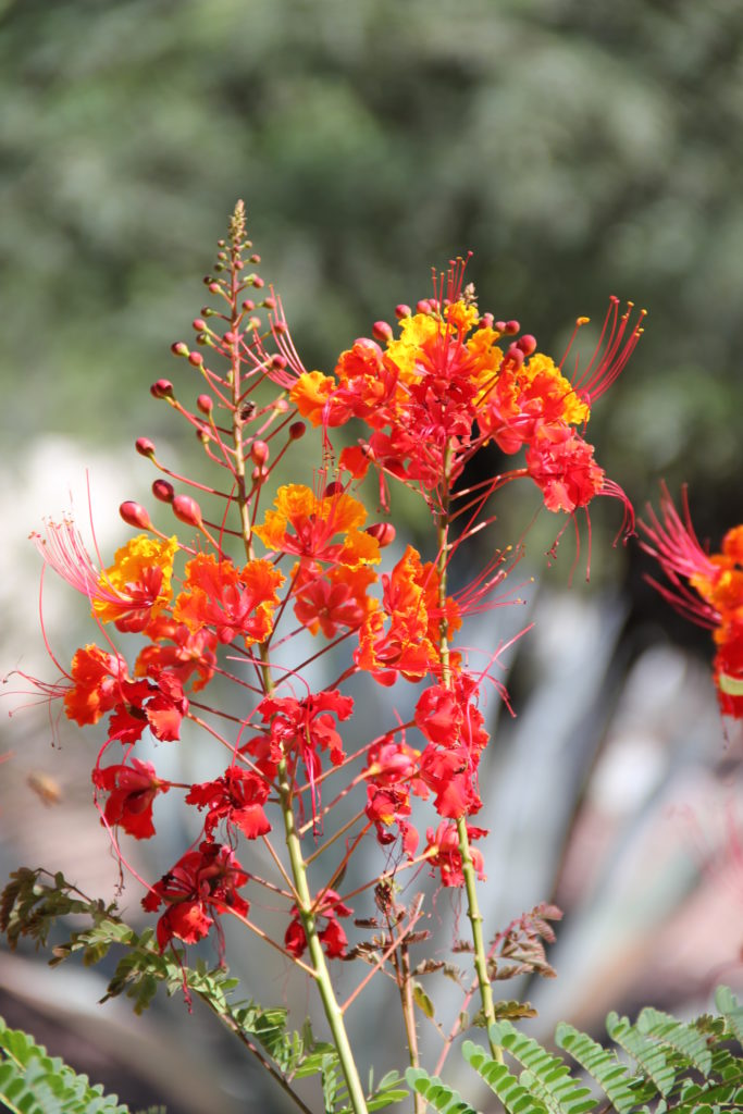 Red Mexican Bird of Paradise – Slovikoskys